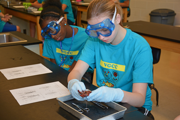 Science Camp participants Emani Foster of Henderson and Evelyn Hann of Oxford dissect a crayfish. (VGCC photo)