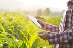 Farmer using an electronic tablet to evaluate corn field.
